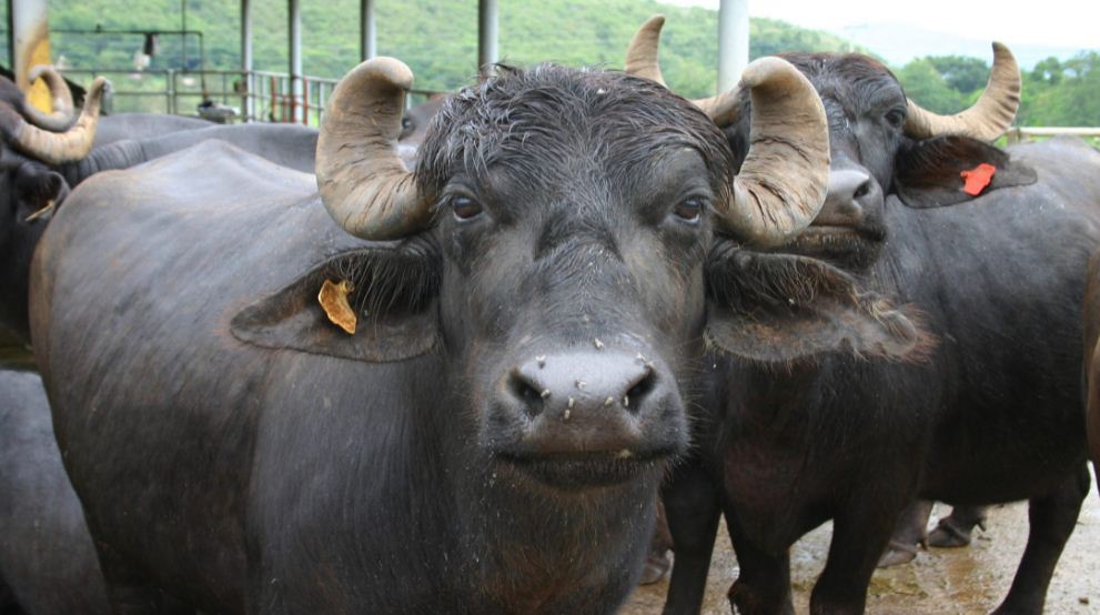 दूधमा अनुदान : किसान पशुपालनतर्फ आकर्षित 